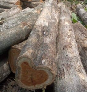 teak wood identify
